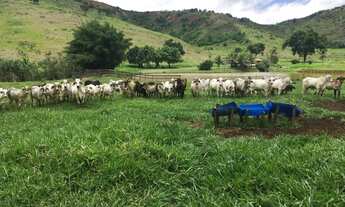Imagem 4: Fazenda no Periquito/MG
