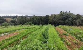 Imagem 5: Chácara à venda em Colônia Murici - São José dos Pinhais