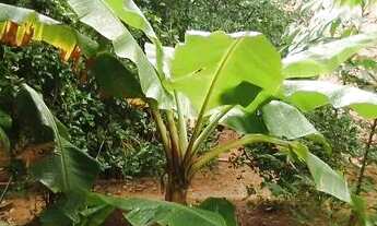 Imagem 2: Vendo terreno em Cajazeiras