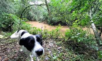 Imagem 3: Parcelo Direto Meia Hectare Com Riacho A 100Mtrs Da Rs020. ROB:125