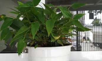 Imagem 3: CASA PARA INVESTIMENTO