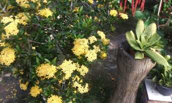 Imagem 7: Sítio em Japaratuba