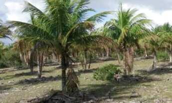 Imagem 3: CAJUEIRO - SJB - EXCELENTE PREÇO!