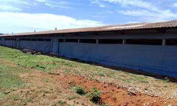 Imagem 7: Vende-se Granja de Frangos em Elias Fausto