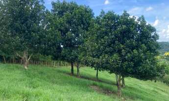 Imagem 3: Roça com Platanção de Cacau, 02 nascentes, com 52.272m² em Jiquiriçá