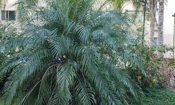 Imagem 4: Apartamento para aluguel com 65 metros quadrados com 3 quartos