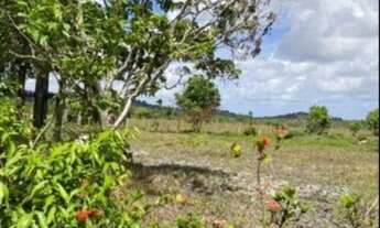 Imagem 4: Fazenda/Sítio/Chácara para venda 2 Alqueires com plantio de café e pomar com casa para m
