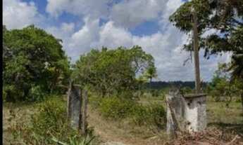 Imagem 2: Fazenda/Sítio/Chácara para venda 2 Alqueires com plantio de café e pomar com casa para m