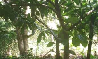 Imagem: Vendo sitio muito barato!