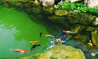 Imagem 3: Vende-se sítio em Domingos Martins -&gt