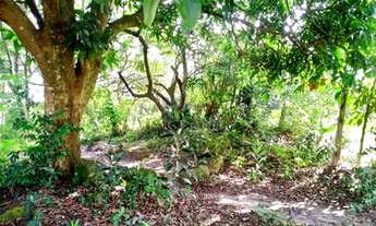 Imagem 7: VENDA DE TERRENO no Rio Tavares - Florianópolis - SC