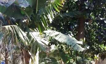 Imagem 5: Chácara Chácara com venda por R$130.000