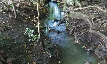 Imagem 2: Chácara de 7 hectares. Rochedinho. Boa de água. 43 km de Campo Grande