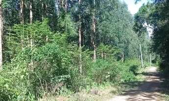 Imagem: 23 Hectares com eucalipto, valor 530,000,00