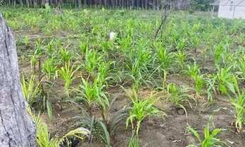Imagem 5: Fazenda de 115 t, próxima a linha verde, estrada do coco, com casa, curral e rio