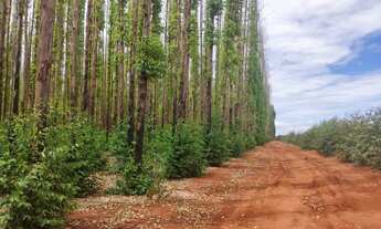 Imagem 5: Fazenda de eucalipto 6.300hect em Bonito de minas 180 milhões