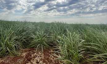 Imagem: Fazenda à Venda 406 alq - Próxima a Araraquara