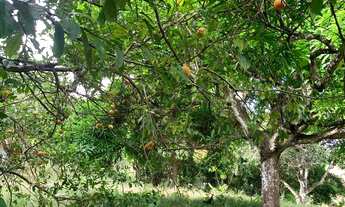 Imagem 4: Sítio de 1,2 tarefa a venda em Maragogipe BA