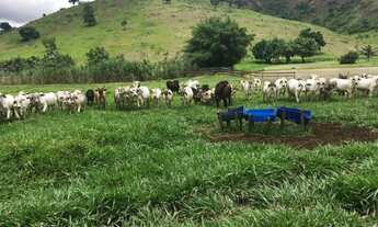 Imagem 2: Fazenda no Periquito/MG