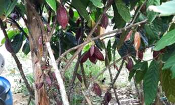 Imagem 2: Vendo sitio muito barato!