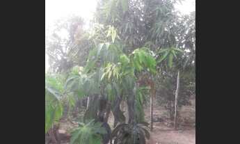 Imagem 4: Casa Casa com 3 dormitórios