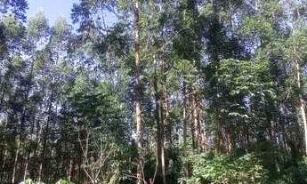 Imagem 5: 23 Hectares com eucalipto, valor 530,000,00