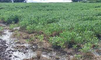 Imagem 4: Chácara de 7 hectares. Rochedinho. Boa de água. 43 km de Campo Grande