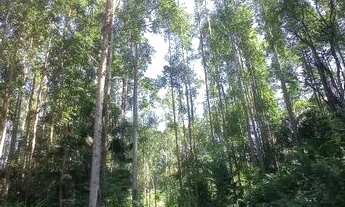 Imagem 2: 23 Hectares com eucalipto, valor 530,000,00