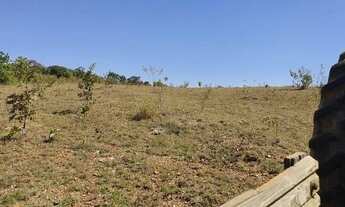 Imagem 2: Girassol Goias chacara