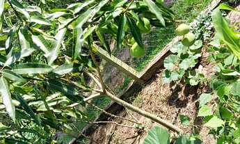 Imagem 7: Chácara 1300 metros - 220 mil