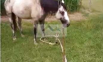 Imagem 6: Sítio à Venda em Vargem Grande, Florianópolis - R$3.500.000