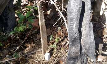 Imagem 3: Lote Caldas Novas 360m2