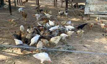 Imagem 7: Chácara com 48.400 m² (1) ALQUEIRE - Zona Rural - São Miguel do Passa Quatro/GO