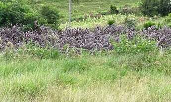Imagem 4: Sitio a Venda Chácara com venda por R$400.000