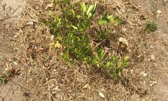 Imagem 2: Vendo terreno Terreno / lote com venda por R$4.800