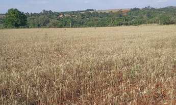 Imagem: Sítio com 6,5 Alqueires ou 157.300,00 metros