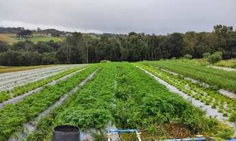 Imagem 6: Chácara à venda em Colônia Murici - São José dos Pinhais