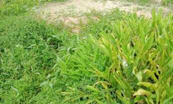 Imagem 5: Terreno 10x30 litoral Sul