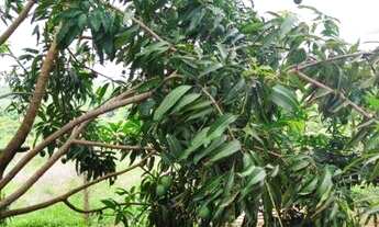 Imagem 6: Linda chácara próxima ao Campo limpo