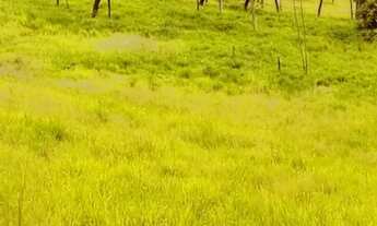 Imagem 3: Fazenda em Ponte Alta Tocantins
