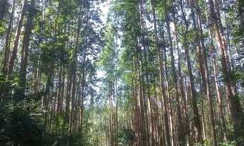 Imagem 4: 23 Hectares com eucalipto, valor 530,000,00