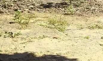 Imagem: Aluga se 600