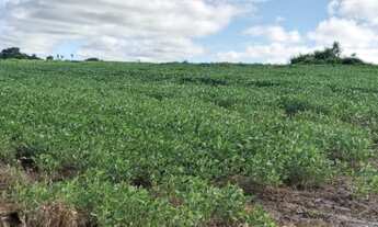 Imagem 5: Chácara de 7 hectares. Rochedinho. Boa de água. 43 km de Campo Grande