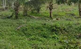 Imagem 3: MA Fazenda/Sítio/Chácara para venda em Ibirataia