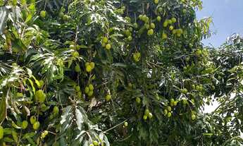 Imagem 6: Chácara serra das flores