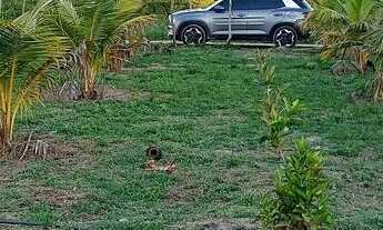 Imagem 7: TERRENO PARA CHÁCARA R$ 70000