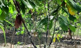 Imagem 6: Vendo sitio muito barato!