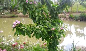 Imagem 2: Vende-se uma chácara no Caraá, por apenas R$190 mil reais