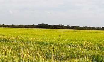 Imagem 4: Fazenda/Sítio/Chácara para venda possui 150000000 metros quadrados com 3 quartos