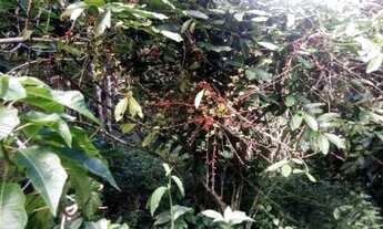 Imagem 6: V) Vende-se Fazenda próximo a Itajuípe